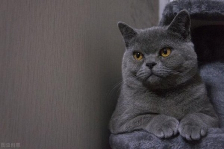 猫总是对人叫是为什么?猫咪的叫声中究竟蕴藏着什么未解之谜?