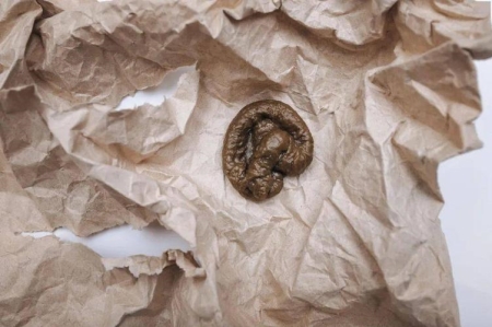 猫总是对人叫是为什么?猫咪的叫声中究竟蕴藏着什么未解之谜?