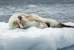 世界上最恶心的食物，世界上最变态的食物