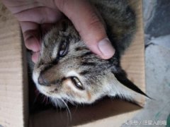 猫咪患上胆管肝炎，当作铲屎官要做样正确预
