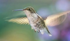 世界上最凶猛的鸟安第斯兀鹰