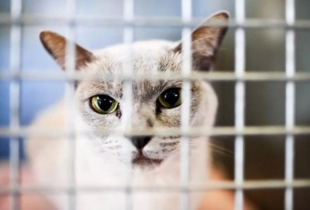 刚接回家的猫咪会出现乱叫的情况？这是为什么？真相有这些