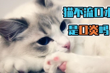 如何正确处理猫咪的外伤？以备不时之需！ 猫咪 外伤