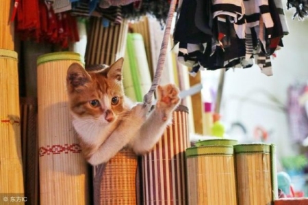 幼猫要关着还是放出来