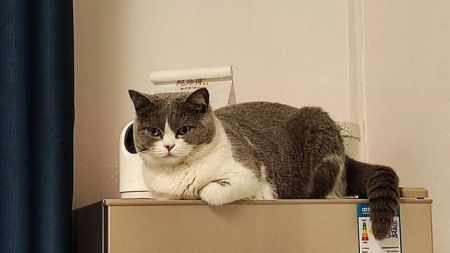 猫咪传染病：了解这些可能致命的疾病