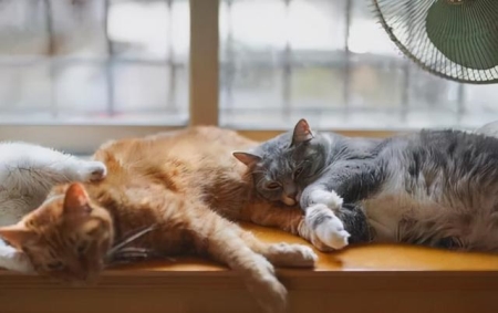 为什么有些猫咪偏瘦？猫咪吃什么能增肥？试试这几种食物