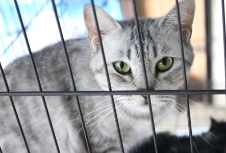 如何在家辨别猫咪咳嗽的真相，先做好诊断很重要！ 家猫咳嗽是什么原因