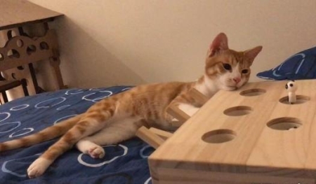 猫不吃新猫粮？用这3个办法试试 猫咪不吃新猫粮怎么办？