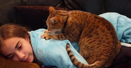 英短蓝猫为啥爱咬人