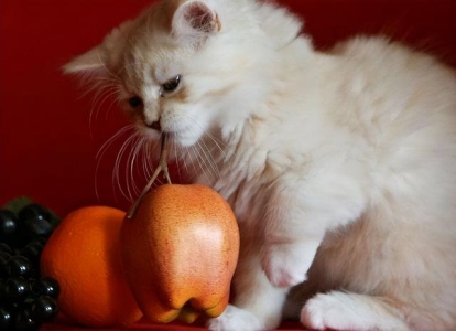 你见过猫咪交配吗？公猫和母猫发情的时候，是怎么交配的？