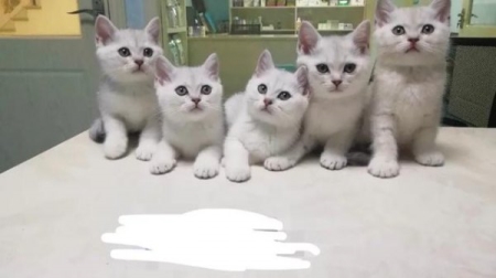 你见过猫咪交配吗？公猫和母猫发情的时候，是怎么交配的？