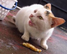 养猫这件事并没有你想得那么简单！养猫劝退