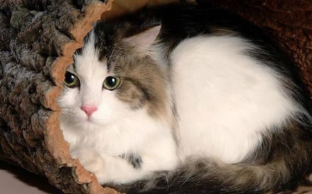 养猫这件事并没有你想得那么简单！养猫劝退指南：这些缺点你能接受吗？