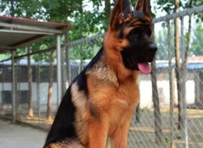 狗狗每晚不睡觉为什么要盯着主人看?知道真相后心疼不已