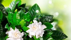 鼻子里长痘痘消除在一个月内祛痘