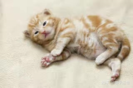 猫咪尿不出尿怎么办?喂什么药?猫咪尿不出来吃什么药好得快