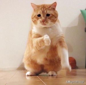 猫咪尿不出尿怎么办?喂什么药?猫咪尿不出来吃什么药好得快