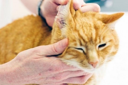 猫咪多大可以驱虫？猫咪多大可以驱虫体内