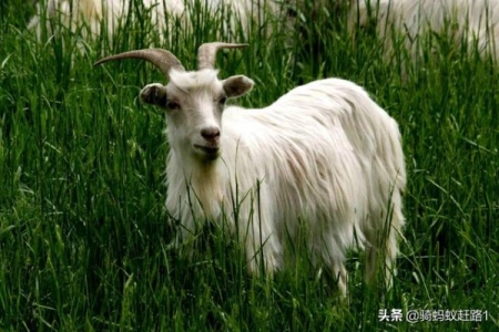 养猫2年后突然猫毛过敏了？专家：猫毛过敏不等于对猫的毛过敏 养了两年猫突然猫毛过敏怎么办？