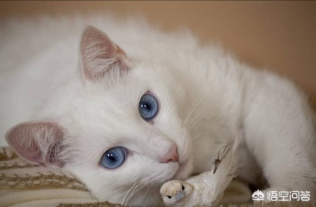 猫咪呕吐、腹泻，可能是体内三个部位集体病发造成 猫咪出现呕吐腹泻怎么回事？儿