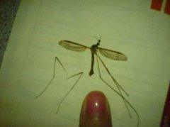 世界上最小的蚊子墨蚊体长仅1毫米