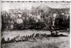 羊经常集体跳崖跳崖羊的多米诺骨牌效应