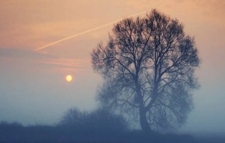为什么羊经常集体跳崖跳崖羊的多米诺骨牌效应