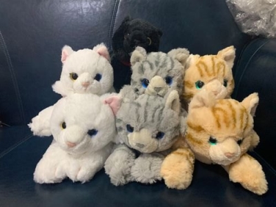 猫咪也会哭吗？猫咪流泪的几种真相 猫也会流泪是哭吗？