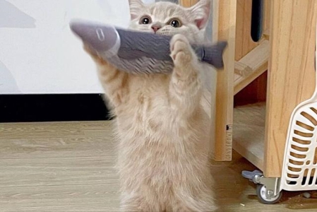 猫咪也会哭吗？猫咪流泪的几种真相 猫也会流泪是哭吗？