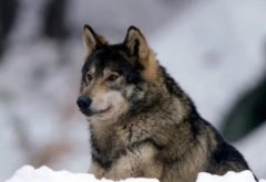 世界上最大的爱尔兰猎狼犬身高接近