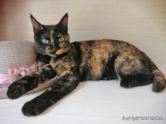 淋巴结吃猫肉有用吗？