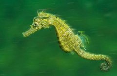 人们发现潜伏的棘鲨聚集在巴拿马附近的水下