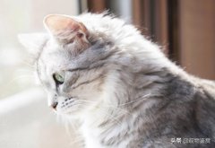 你有做过伤害猫咪的事情吗？以下8条看看你