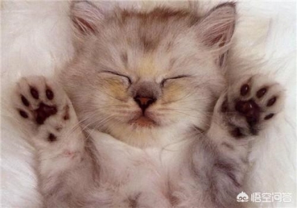 建议穷人养的10种猫，橘猫受欢迎