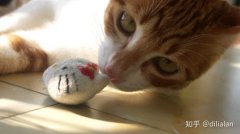 猫总是拉在地上，可能是你家猫砂盆放错啦，