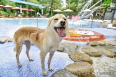 猫咪回不回家，跟它的品种也有关系，真相有