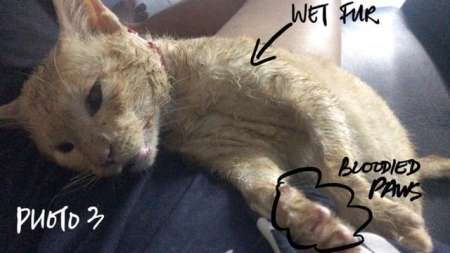 猫咪回不回家，跟它的品种也有关系，真相有5个