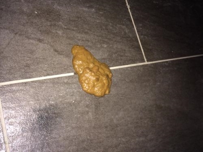 猫咪回不回家，跟它的品种也有关系，真相有5个