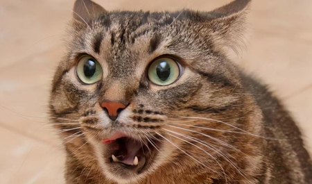 2斤猫吃多少阿莫西林