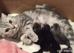 猫咪得寄生虫病中绦虫病是什么原因症状分析