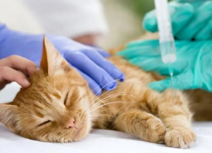 猫咪得寄生虫病中绦虫病是什么原因？有什么症状？分析猫咪得绦虫病的真相及症状