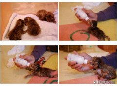 猫咪死后不能埋在土里猫咪死后不能埋的3种