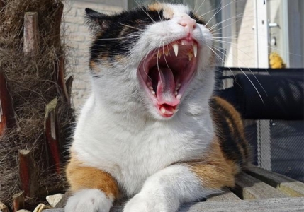 为什么猫咪死后不能埋在土里？猫咪死后不能埋的3种真相，铲屎官要知道