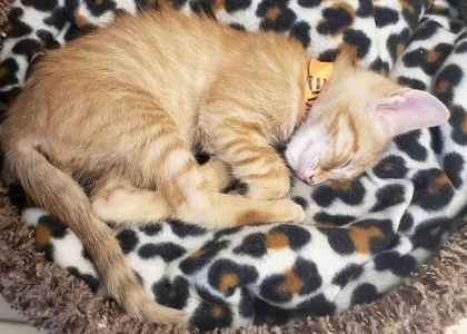 猫拉完便便不能舔到自己屁眼清理怎么办？如何帮助清洁猫的屁眼？