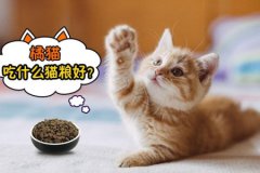 猫咪不爱走寻常路猫咪酷爱乱跑乱窜皆受三点
