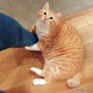 猫咪为什么不爱走寻常路？猫咪酷爱乱跑乱窜皆受三点影响