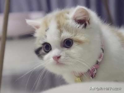 为什么猫咪总爱陪着主人上厕所？猫咪总是跟着主人上厕所的真相