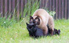 猫咪会变瘦有哪些真相