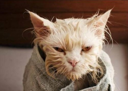 为什么猫咪为什么会变瘦？有哪些真相？