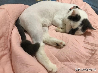 加菲猫吃什么能长胖